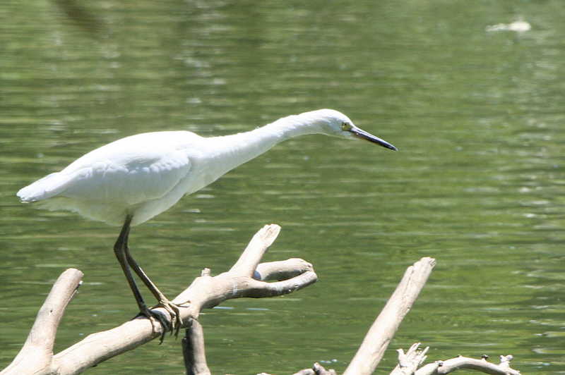 Dimorphic Egret, Lake Alarobia-Antananarivo, Madagascar