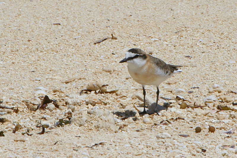 White-fronted Plover, near Ifaty, Madagascar