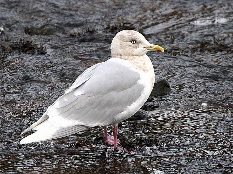 Iceland Gull, River Ayr, Ayr town centre