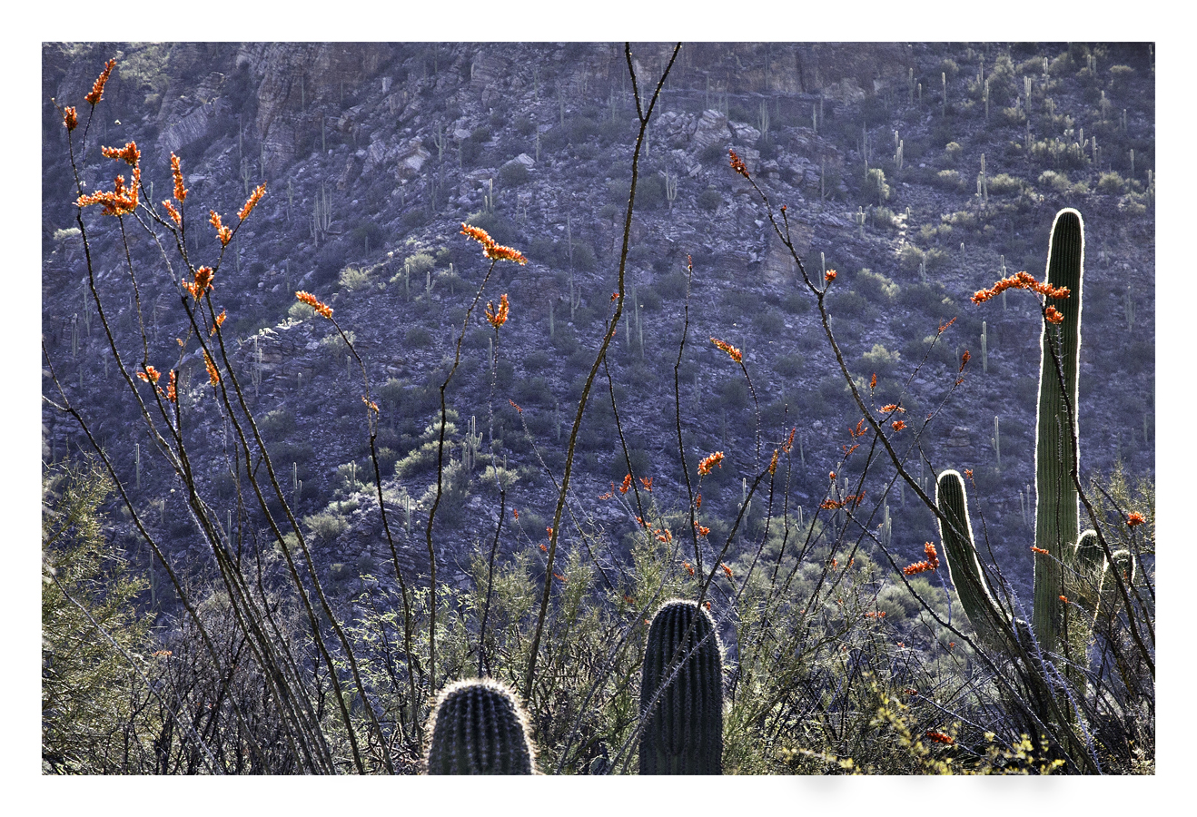 Ocotillo in bloom
