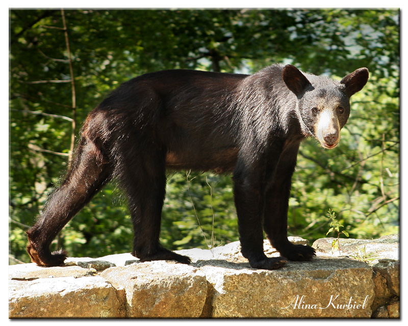 Black Bear