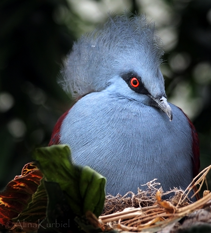 Western Crowned-Pigeon