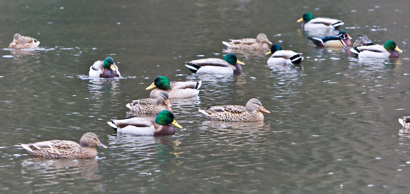 Jan 9 08 Critter Lake 1D-8.jpg