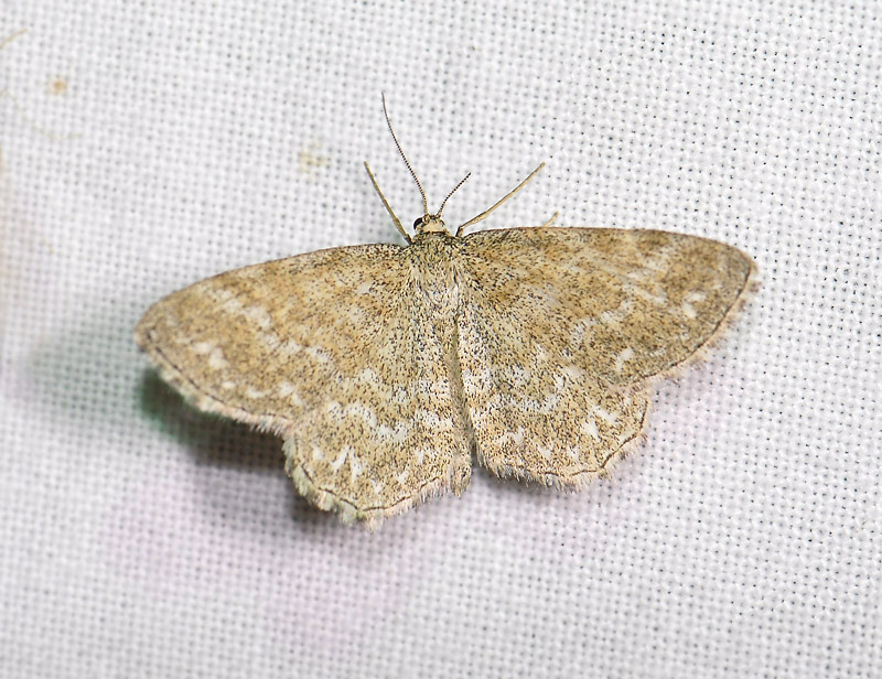 2292   Scopula immorata  3052.jpg