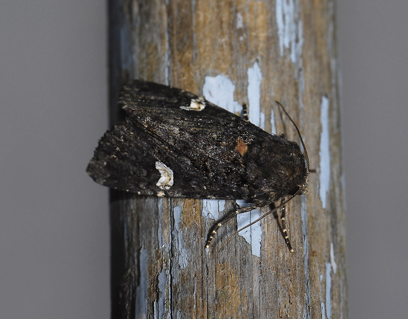 2919   Melanchra persicariae  3108.jpg