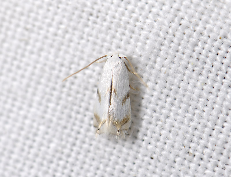 0124   Pseudopostega crepusculella  3364.jpg