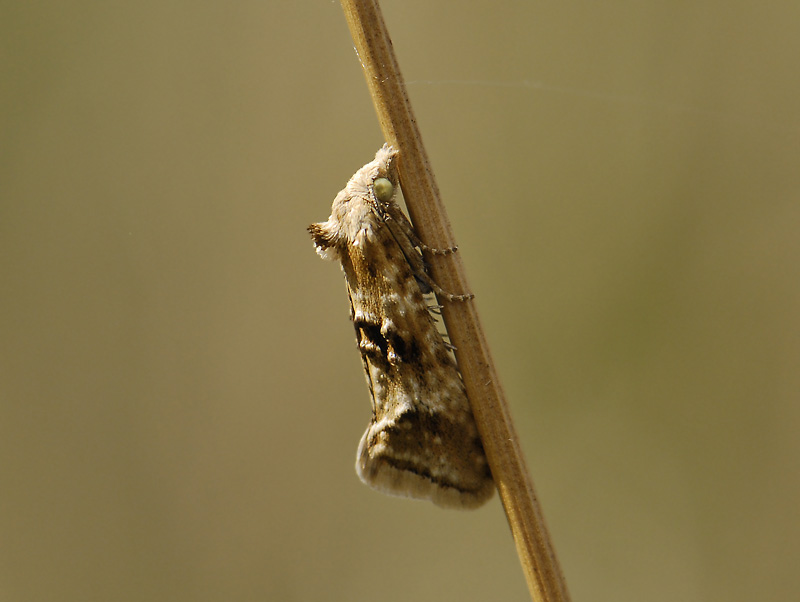 1187   Cochylimorpha alternana  3459.jpg