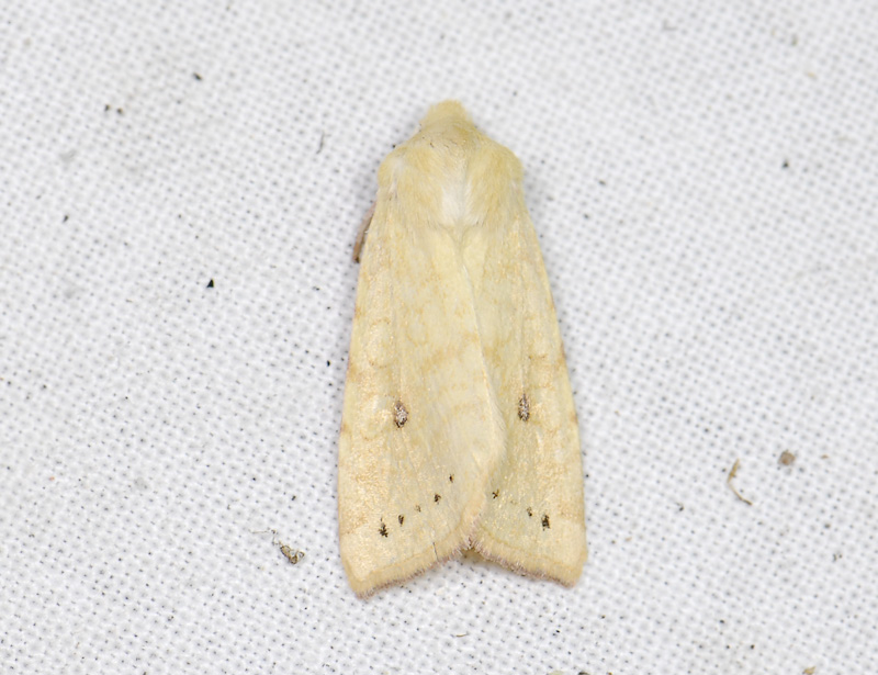 2748   Xanthia icteritia  6854.jpg