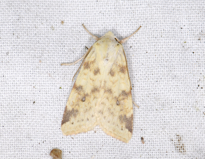 2748   Xanthia icteritia  6875.jpg