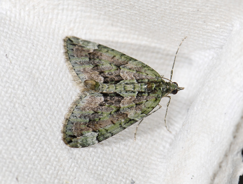 2373   Chloroclysta siterata  6932.jpg