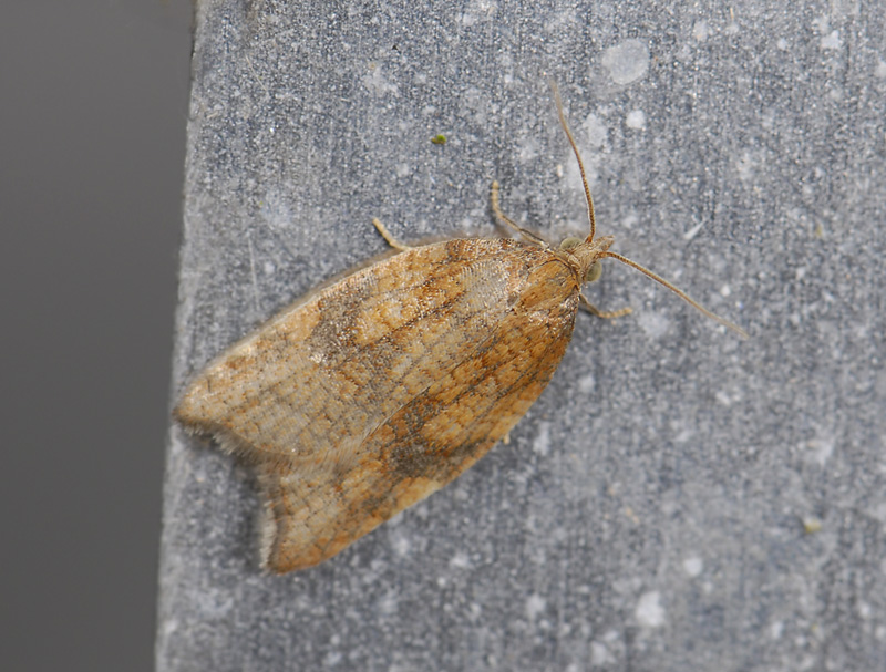 1245   Acleris rhombana  6953.jpg