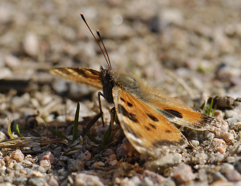 2106   Nymphalis xanthomelas  122.jpg