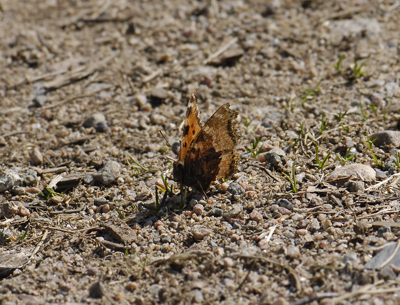 2106   Nymphalis xanthomelas  115.jpg