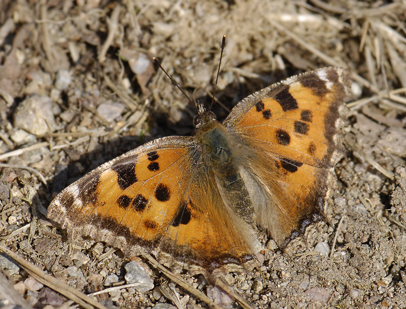 2106   Nymphalis xanthomelas  101.jpg