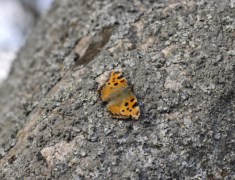 2105   Nymphalis polychloros  240.jpg