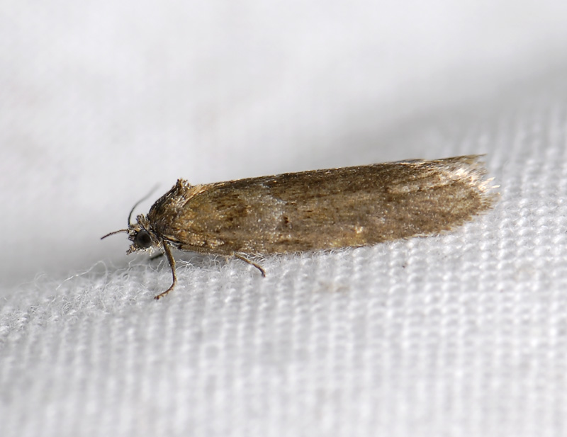 1275   Tortricodes alternella  048.jpg