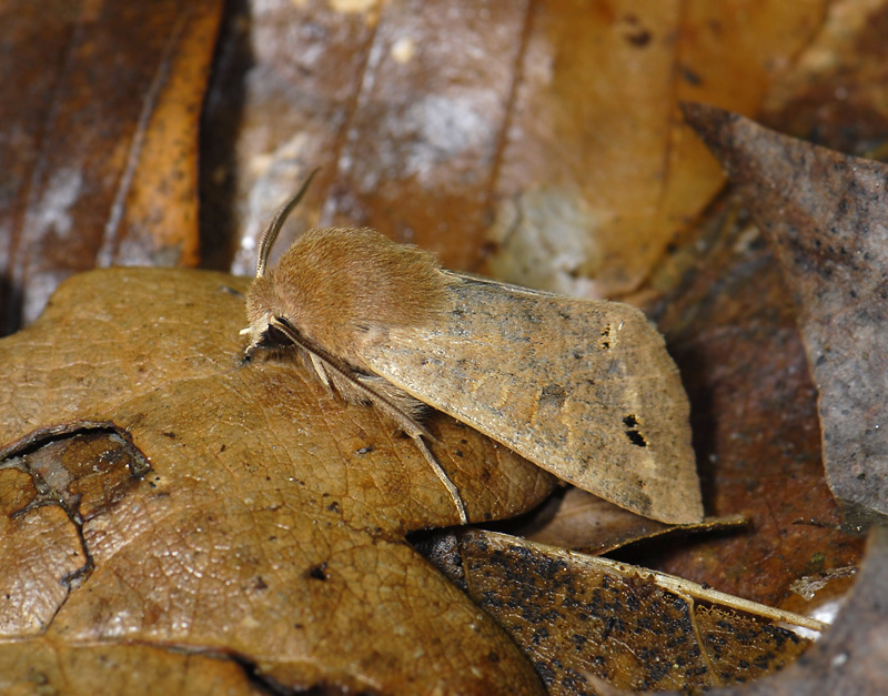 2741   Orthosia munda  064.jpg