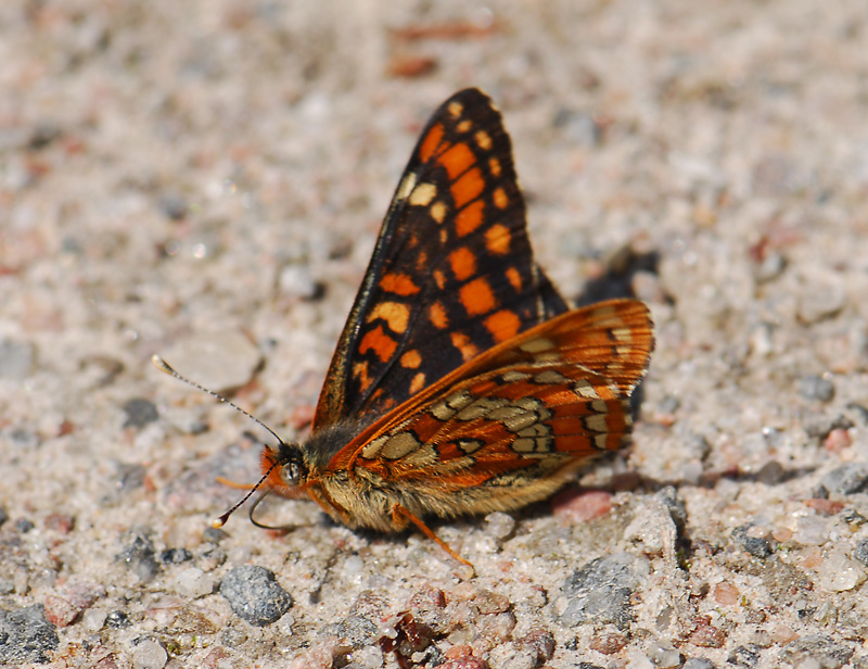 2110   Euphydryas maturna  102.jpg