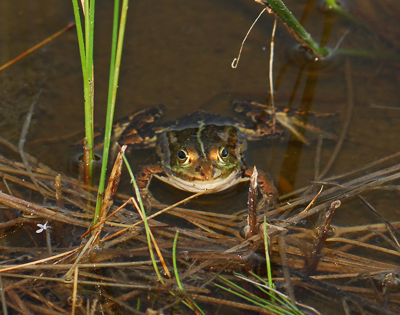 Rana lessonae  275.jpg