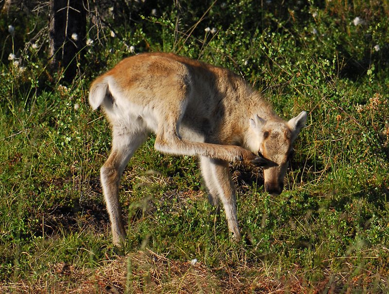 Rangifer tarandus  409.jpg