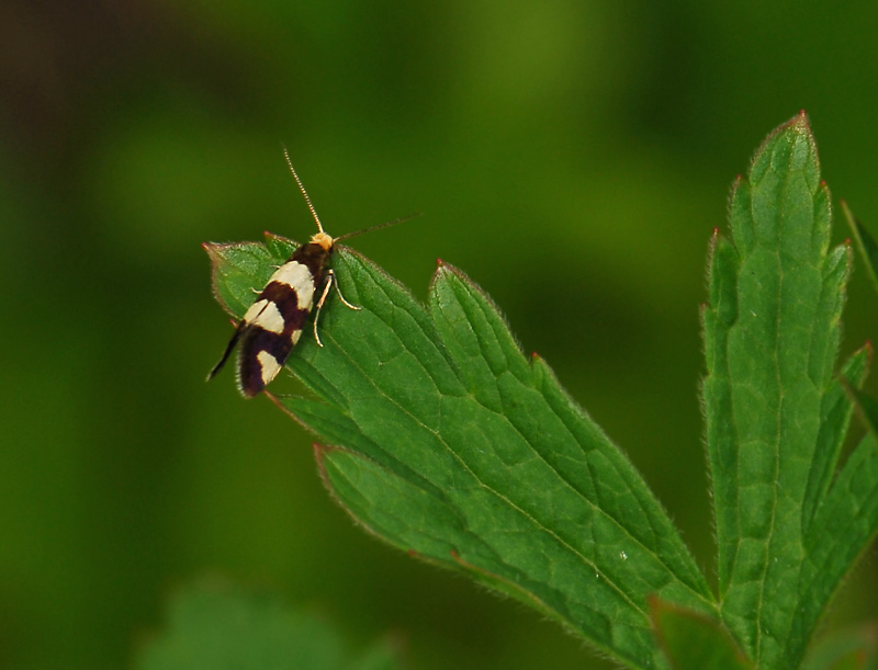 0162   Lampronia rupella  067.jpg