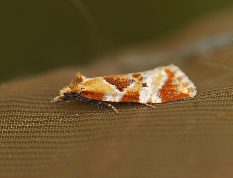 1183   Phtheochroa vulneratana  037.jpg