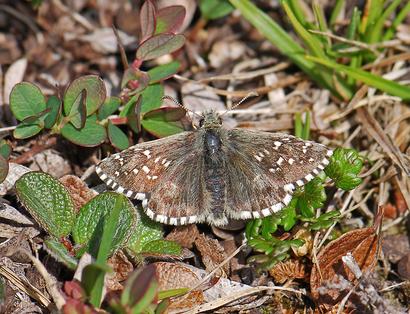 1987   Pyrgus andromedae  264.jpg