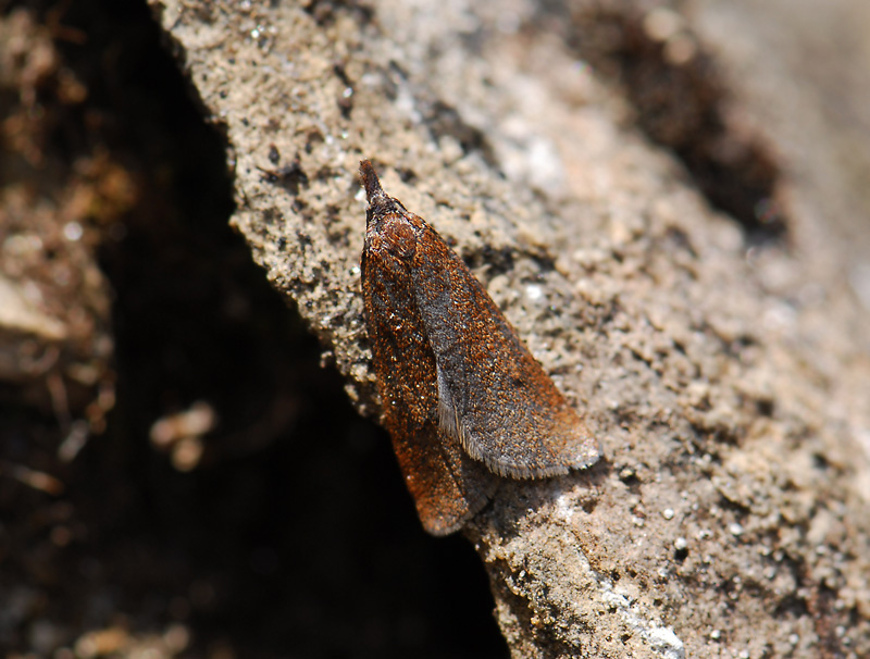 1290   Sparganothis rubicundana  361.jpg