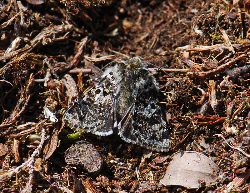 2902   Hadula melanopa  406.jpg