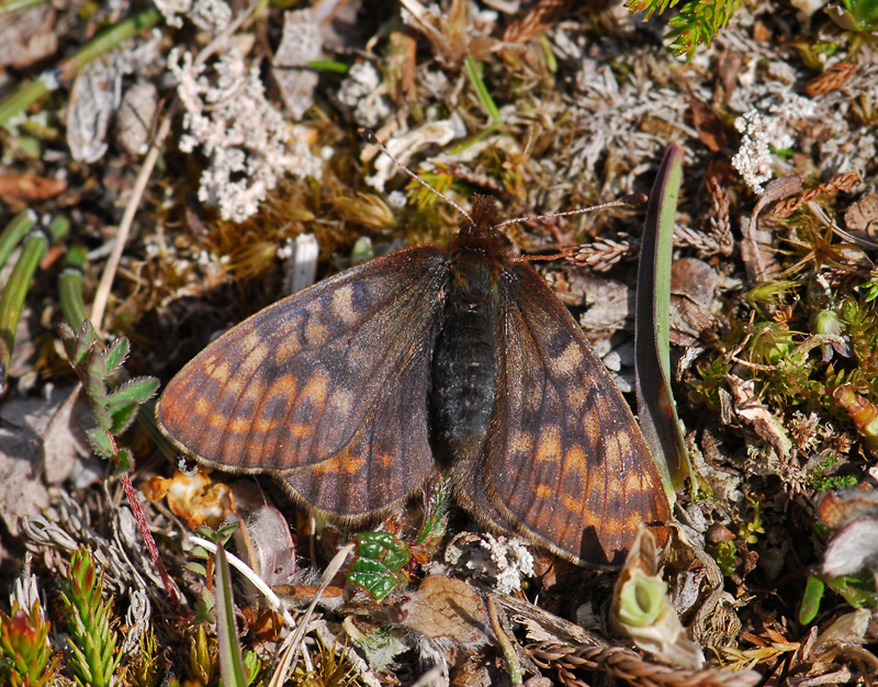 2093   Boloria improba  500.jpg