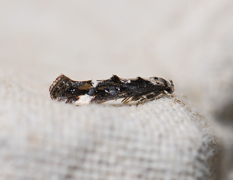 0878   Mompha conturbatella  207.jpg