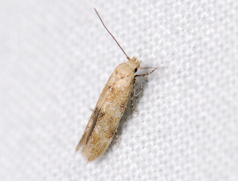 0885   Mompha epilobiella  100.jpg