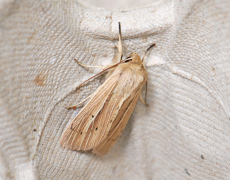 2955   Mythimna straminea  184.jpg