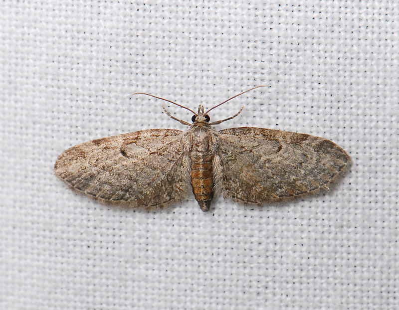2434   Eupithecia tenuiata  09131.jpg