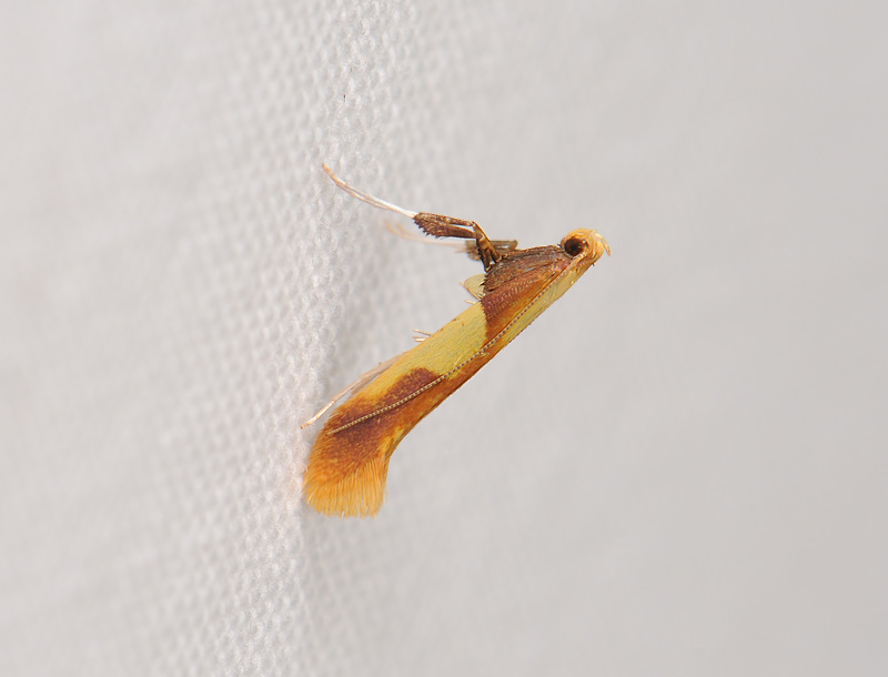 0316   Caloptilia alchimiella  029.jpg