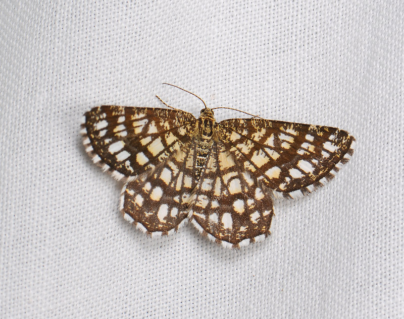 2191   Chiasmia clathrata  033.jpg