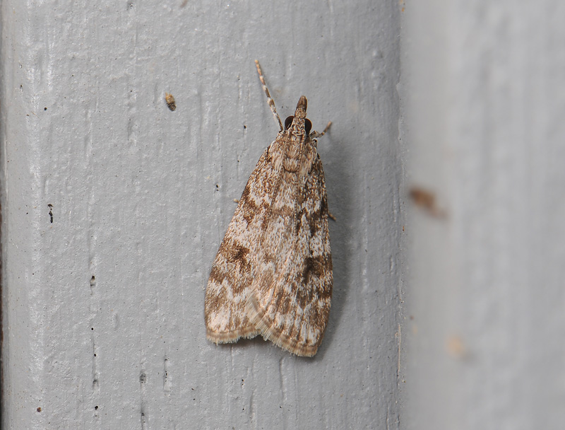 1789   Scoparia ambigualis  035.jpg