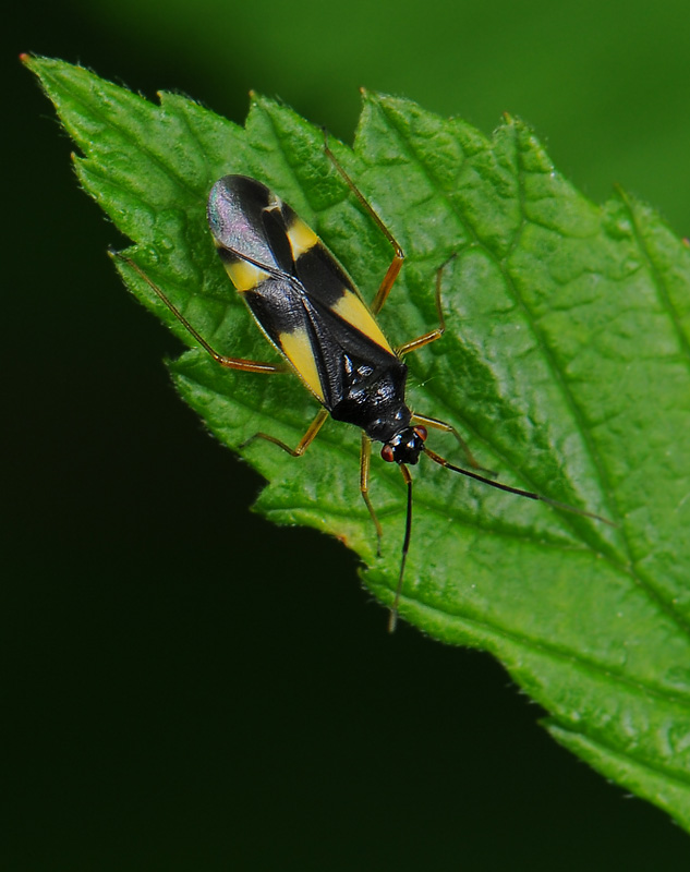 Dryophilocoris flavoquadrimaculatus  039.jpg