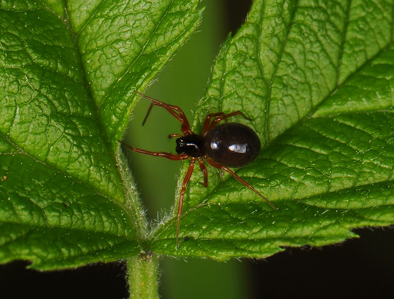 spider  052.jpg