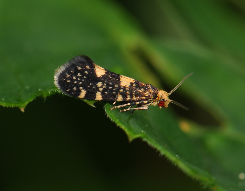 0157   Lampronia corticella  065.jpg
