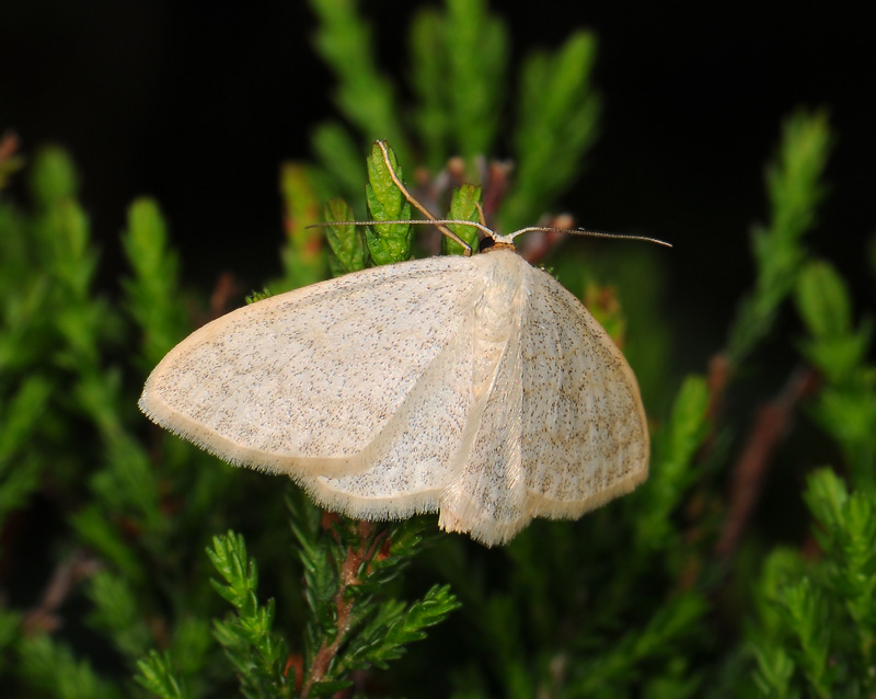 2305   Scopula floslactata  128.jpg