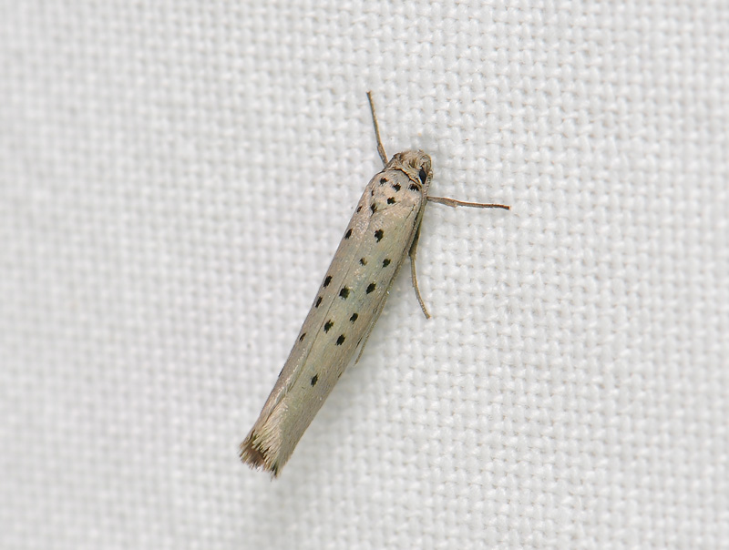 0412   Yponomeuta sedella  012.jpg