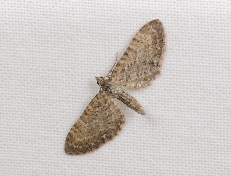 2600   Eupithecia  017.jpg
