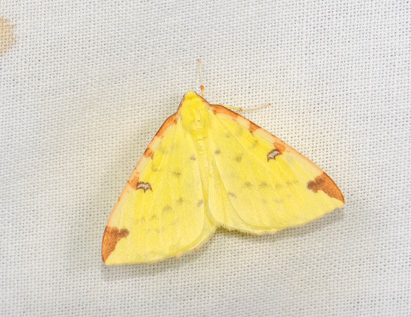 2200   Opisthograptis luteolata  011.jpg