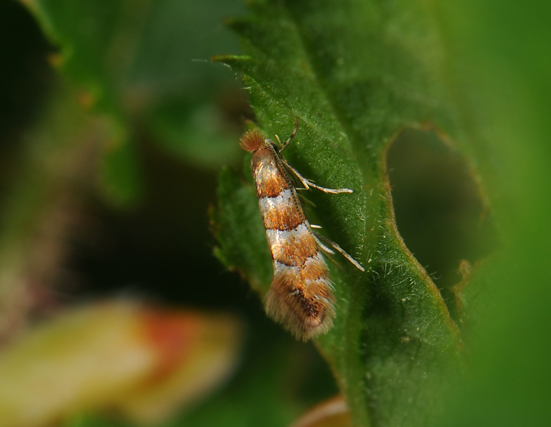 0384   Phyllonorycter nicellii  007.jpg