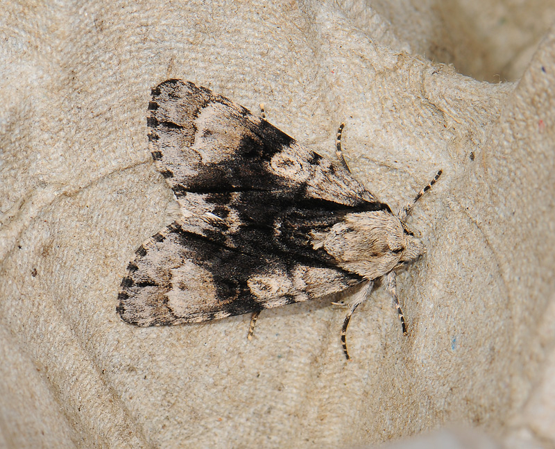 2558   Acronicta alni  032.jpg