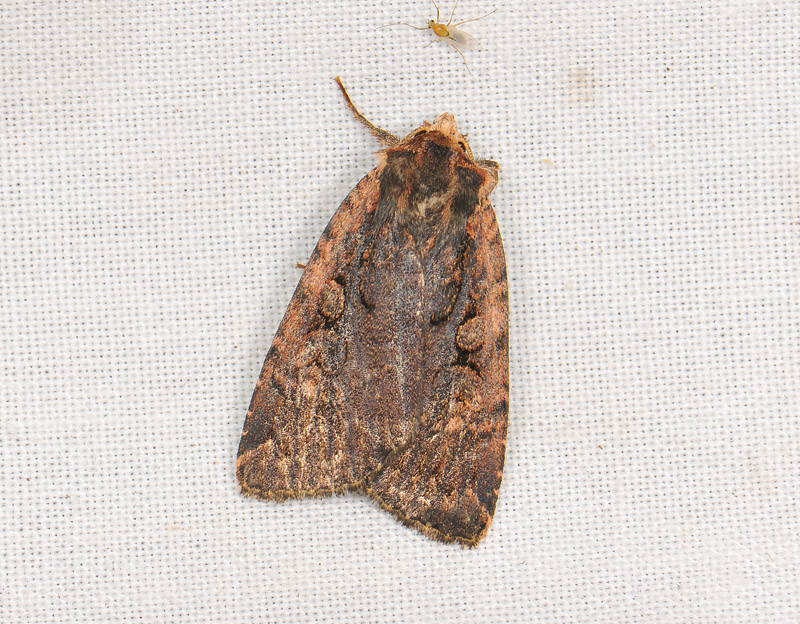 3015   Eugraphe sigma  253.jpg