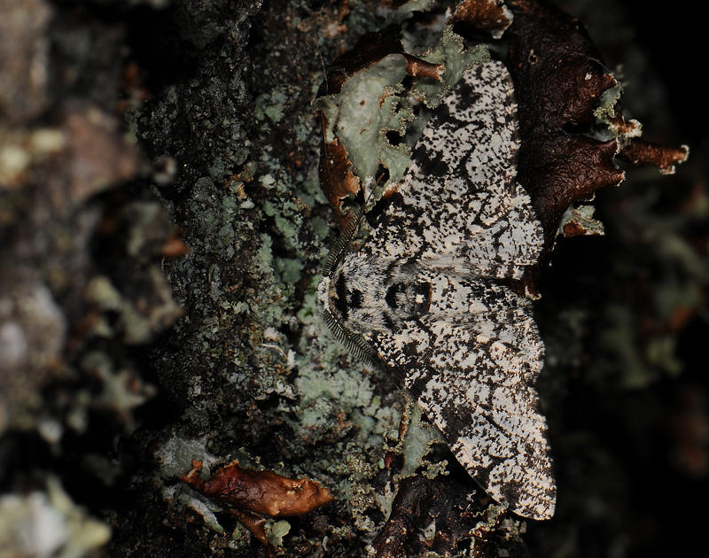 2226   Biston betularia  024.jpg