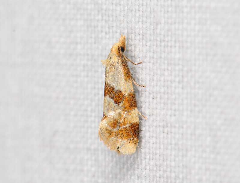 1214   Aethes cnicana  079.jpg