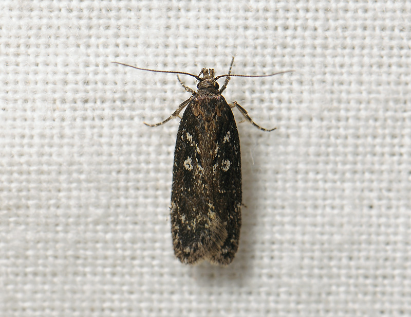 1006   Gelechia sororculella  024.jpg